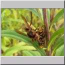 Vespa crabro - Hornisse 23b mit Insekt.jpg